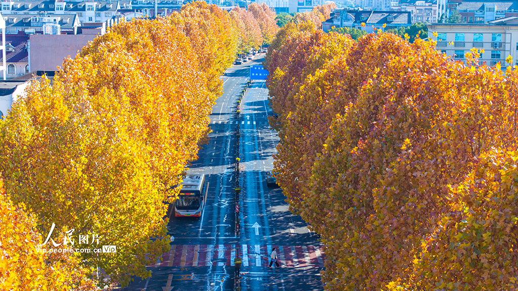 浙江湖州：梧桐大道尽染金黄【3】