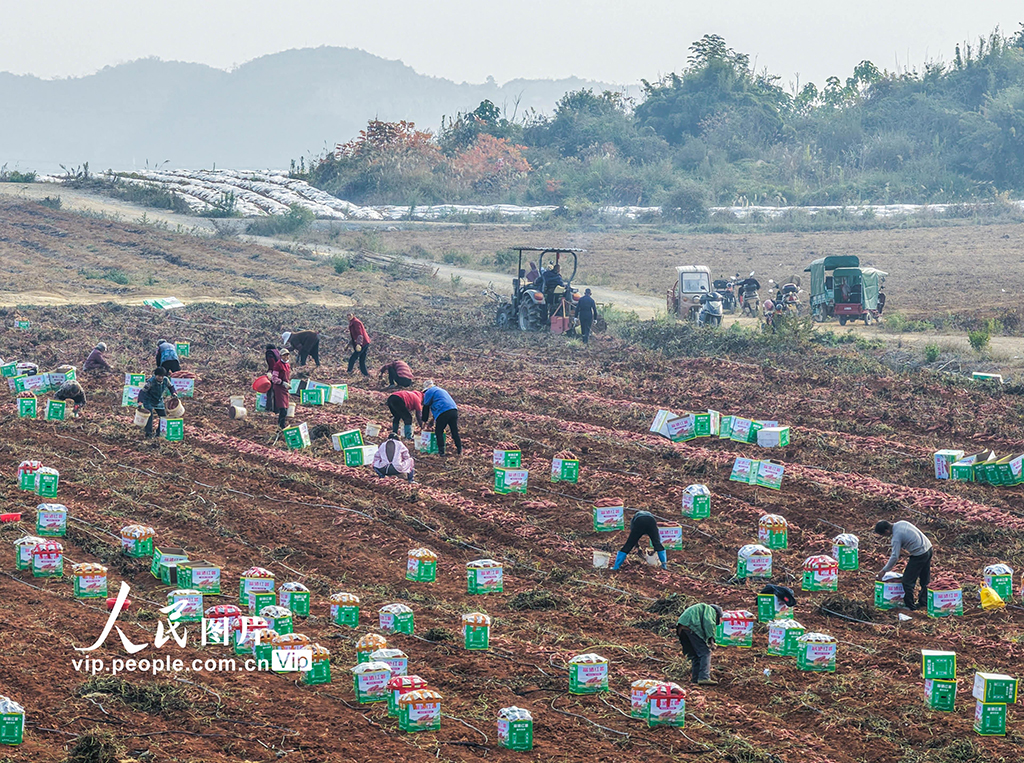 湖南道县：采收红薯【5】