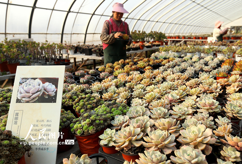 山东青岛：“花卉经济”助力乡村振兴【9】