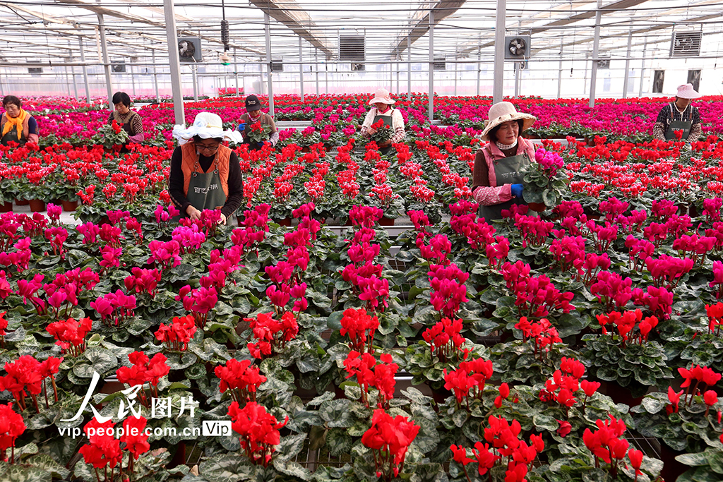 山东青岛：“花卉经济”助力乡村振兴【10】
