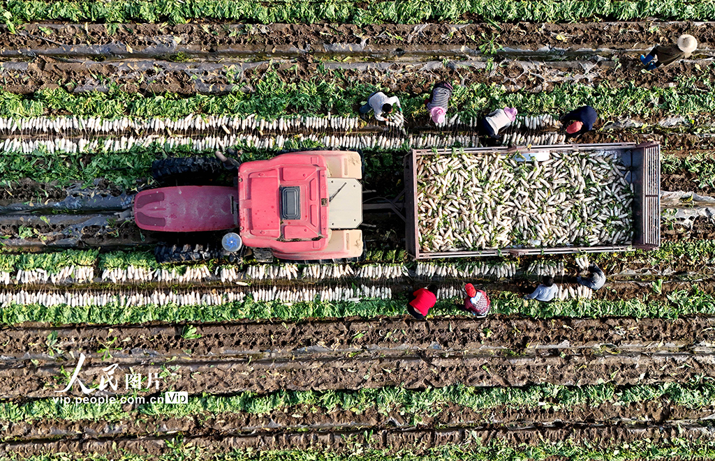 四川蓬安：订单萝卜采收忙