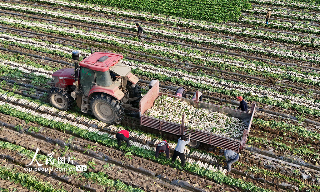 四川蓬安：订单萝卜采收忙【3】