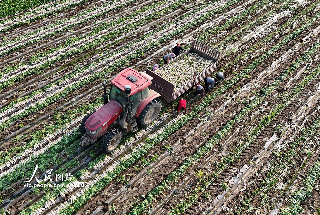 四川蓬安：订单萝卜采收忙【4】