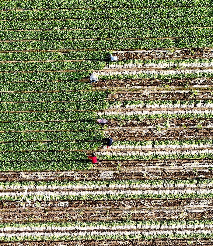 四川蓬安：订单萝卜采收忙【5】