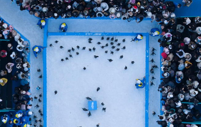 哈尔滨：百只企鹅巡游