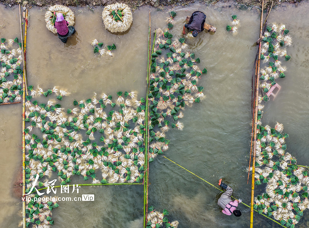 湖南道县：种藠头 促增收【4】