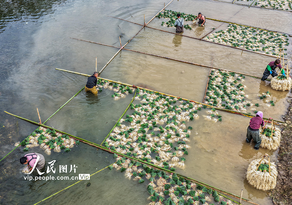 湖南道县：种藠头 促增收【3】