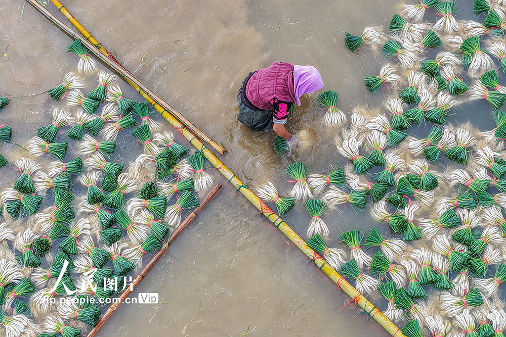 湖南道县：种藠头 促增收【2】