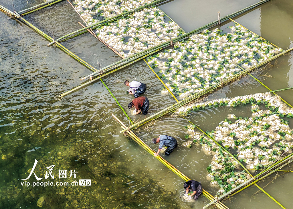 湖南道县：种藠头 促增收【6】