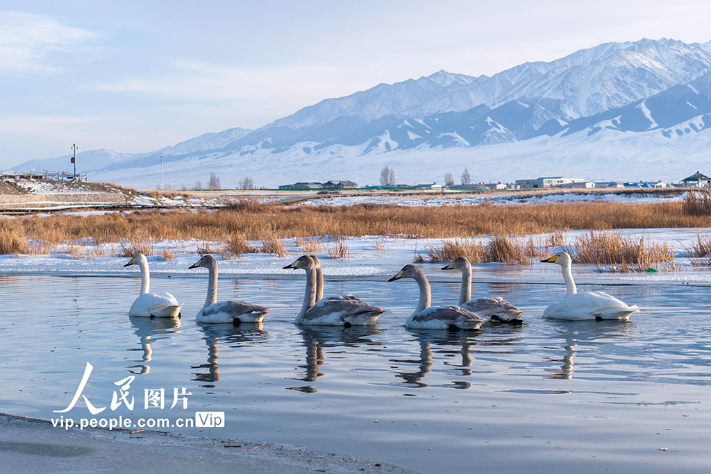 新疆巴里坤：天鹅游弋【4】