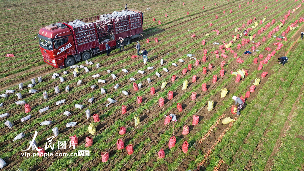 河南鄢陵：胡萝卜喜丰收【5】