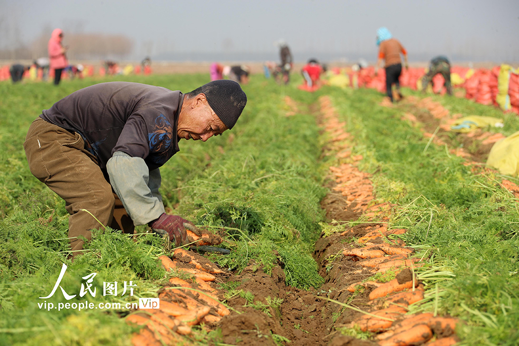 河南鄢陵：胡萝卜喜丰收【4】