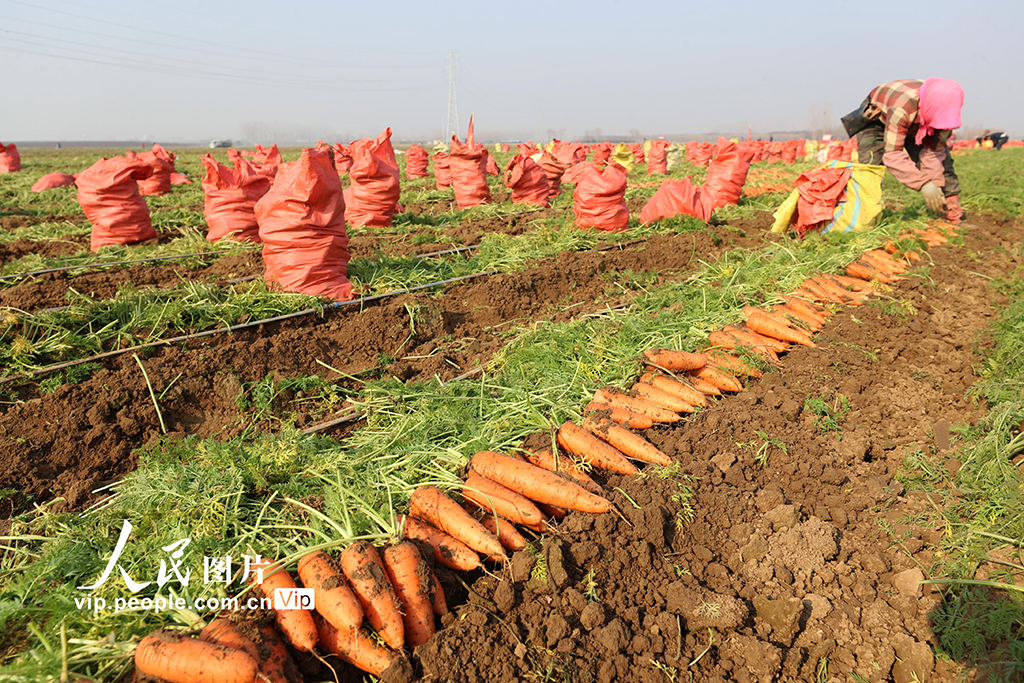 河南鄢陵：胡萝卜喜丰收【3】