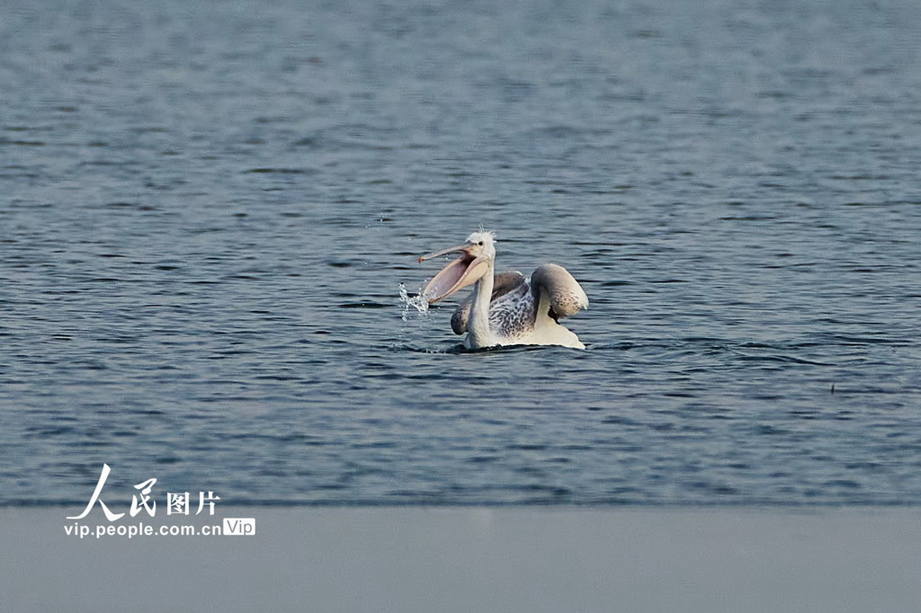 2025年12月22日，北京昌平，卷羽鹈鹕现身沙河水库。