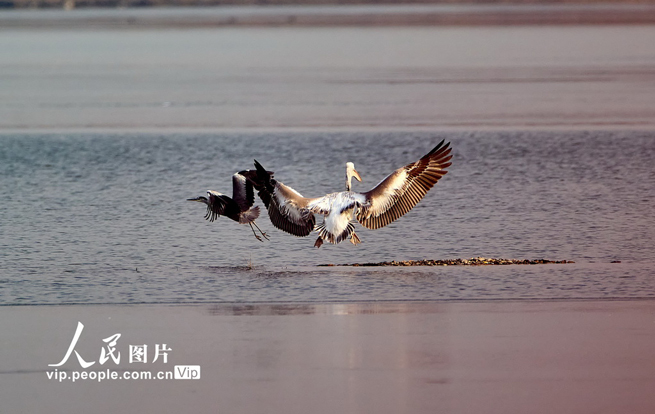 北京昌平：卷羽鹈鹕现身沙河水库