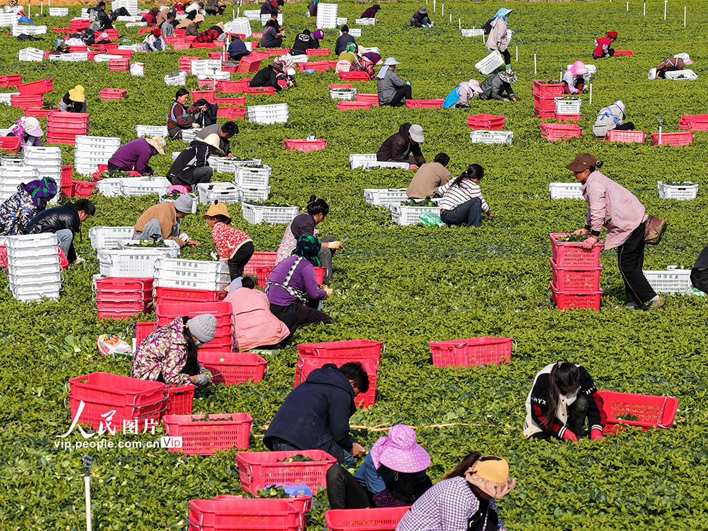 广西富川：蔬菜采收忙【4】