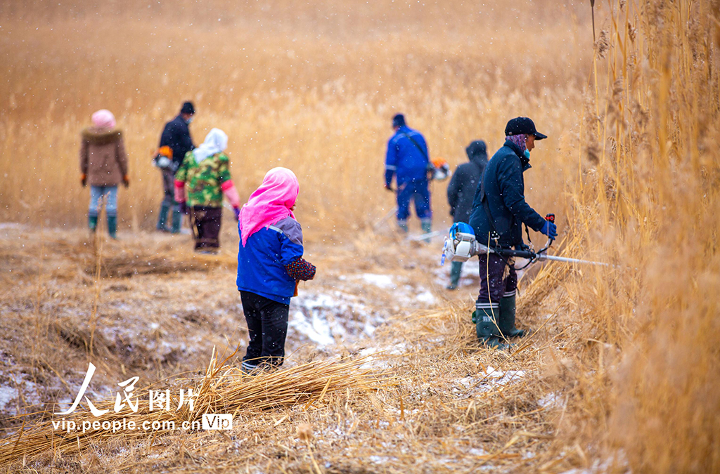 甘肃张掖：万亩芦苇收割忙【2】