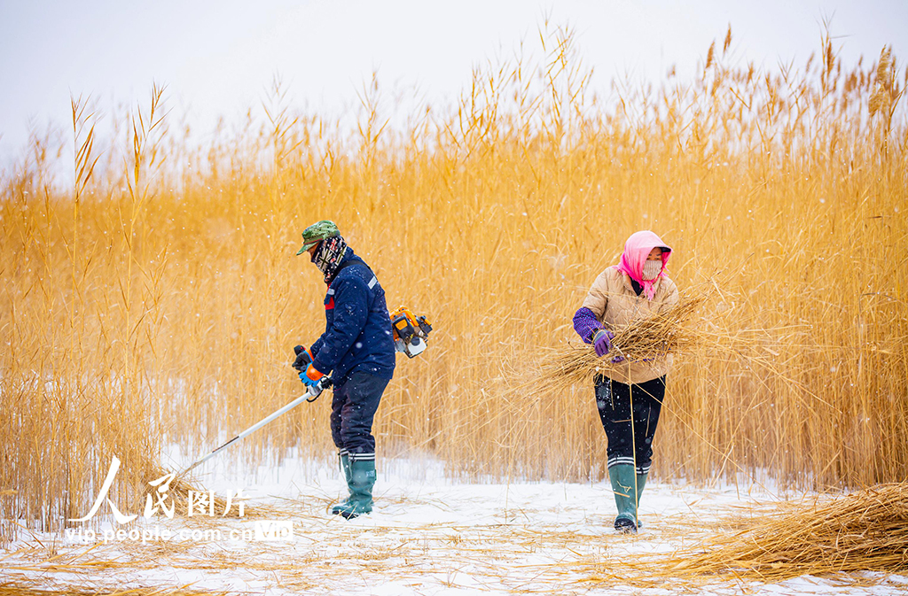甘肃张掖：万亩芦苇收割忙【3】