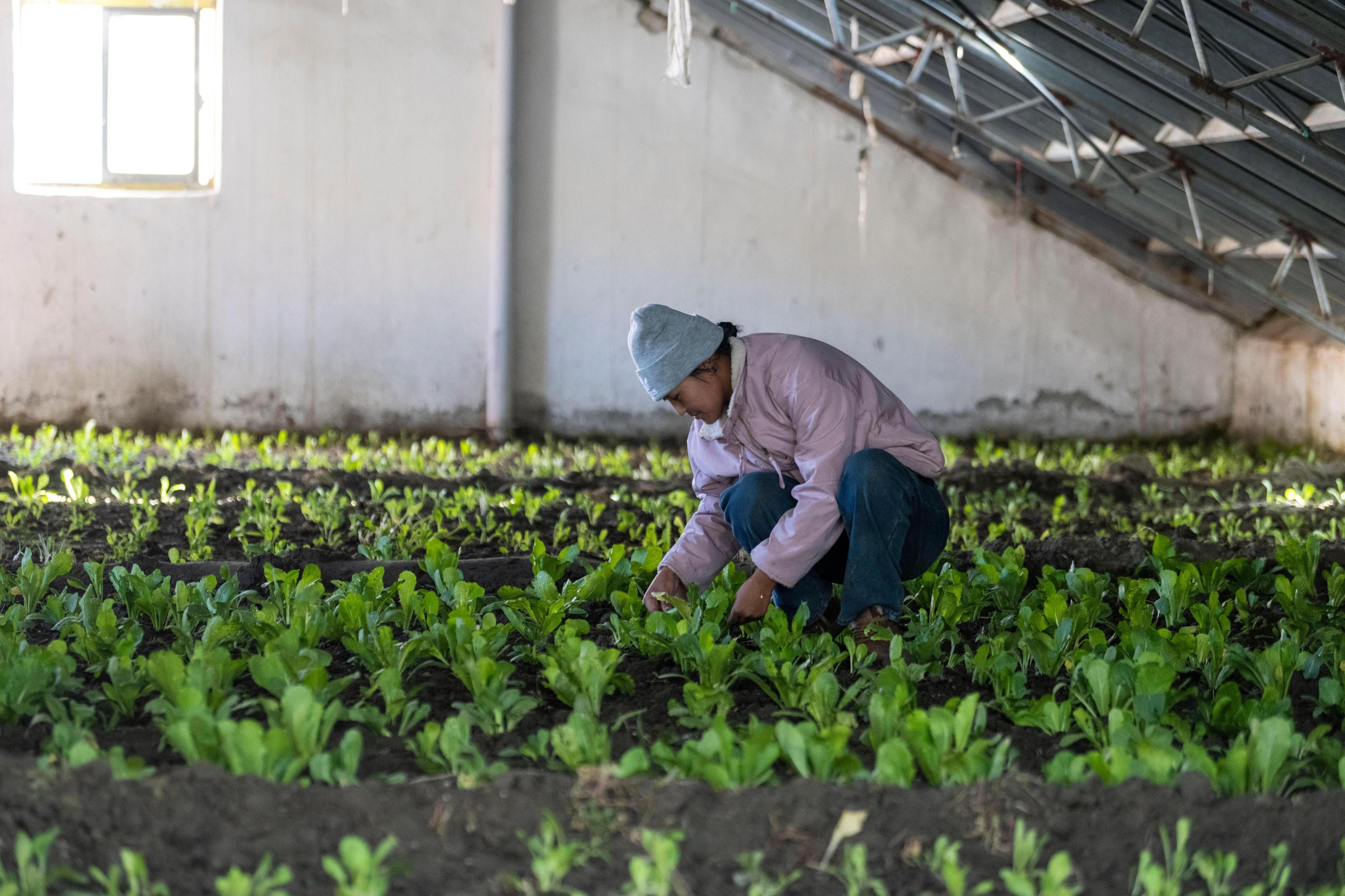 00后村干部旦增萨珍在管护村民种植的蔬菜。人民网记者 翁奇羽摄