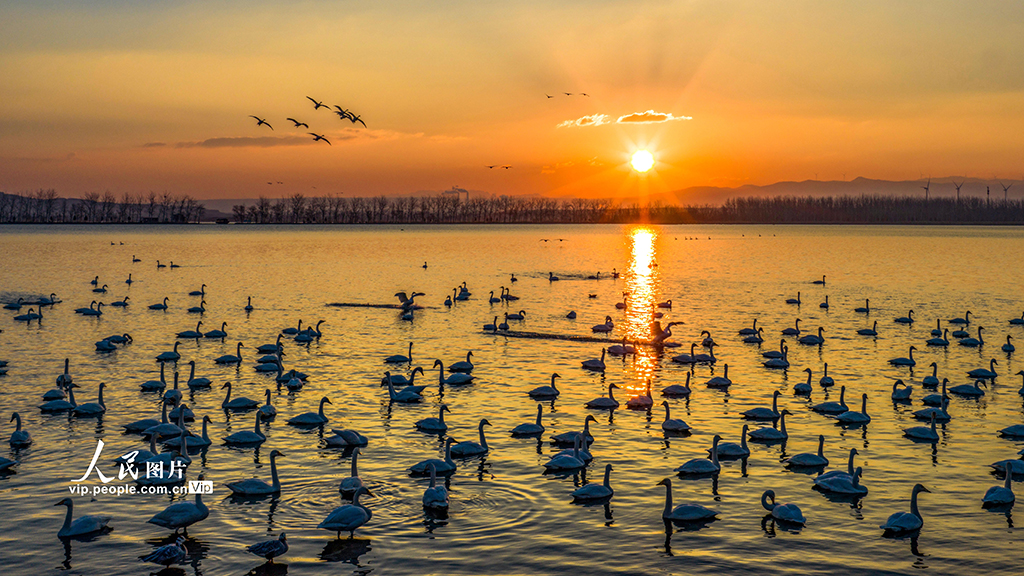 山西芮城：晨光中的天鹅【2】