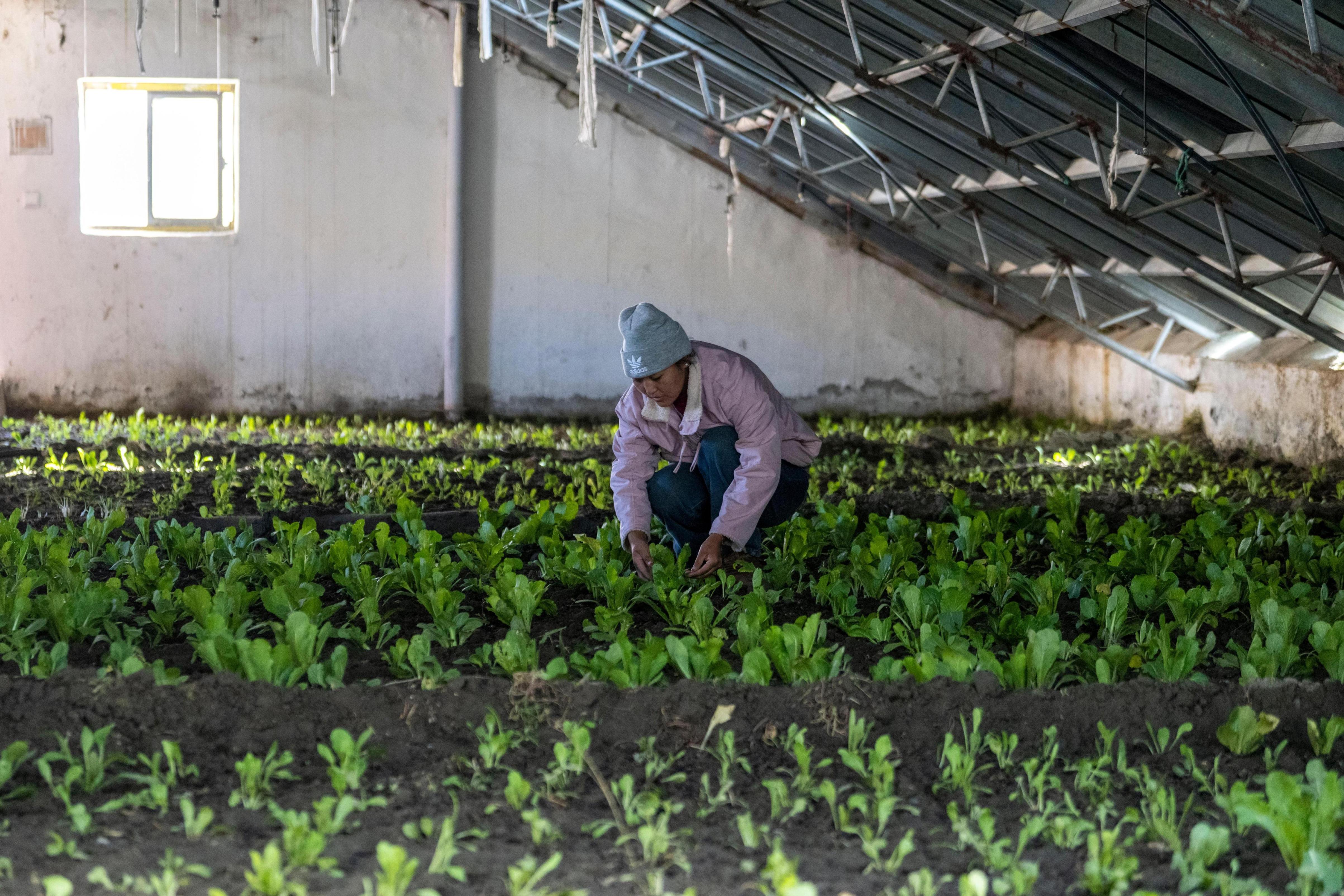 2025年12月13日，在西藏定日县长所乡嘎旦村，00后村干部旦增萨珍在管护村民种植的蔬菜。人民网记者 翁奇羽摄
