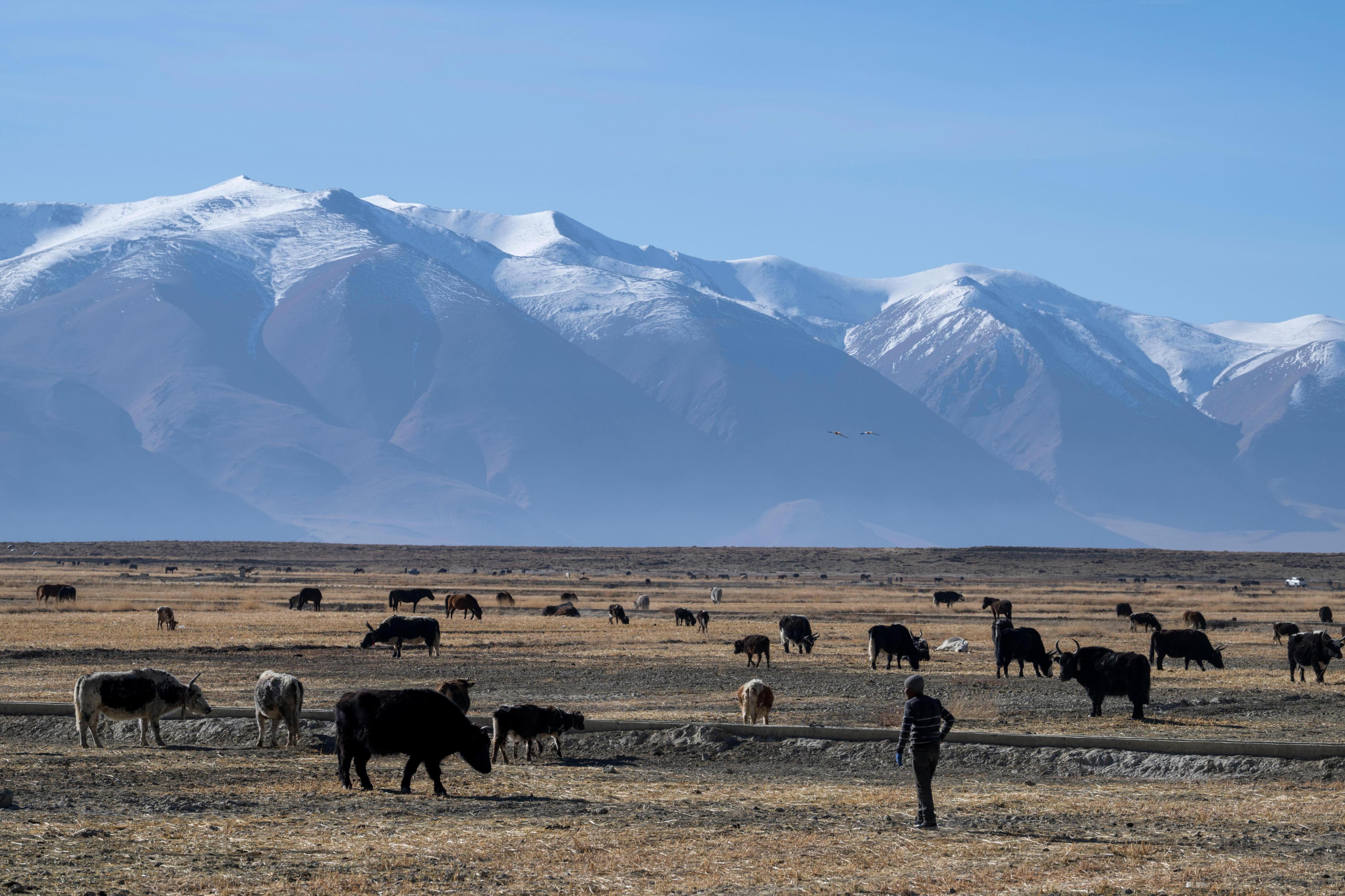 2025年12月14日,在西藏定日县,村民在牧场放牧。人民网记者 翁奇羽摄