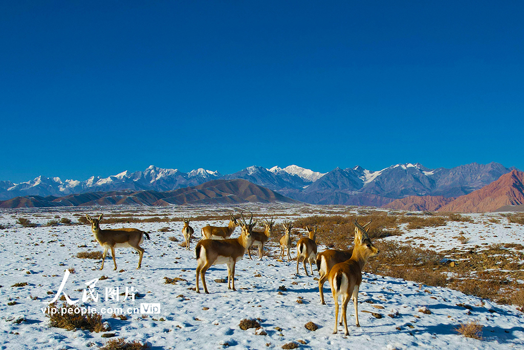 新疆温宿：戈壁滩上的鹅喉羚