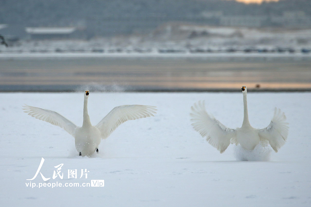 山东荣成：天鹅浴雪【5】