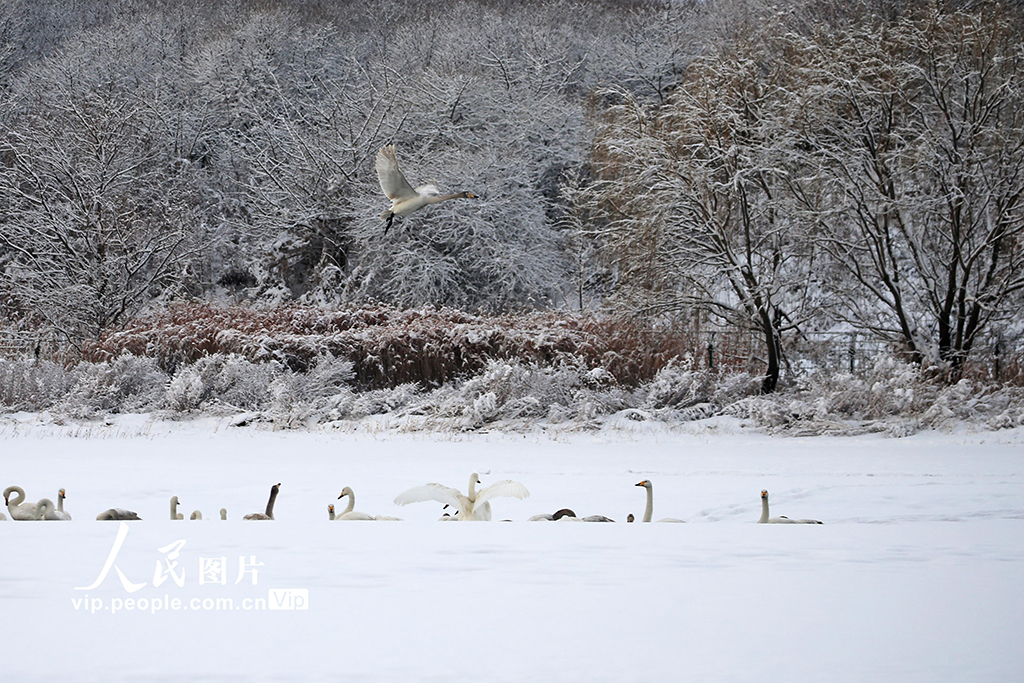 山东荣成：天鹅浴雪【6】