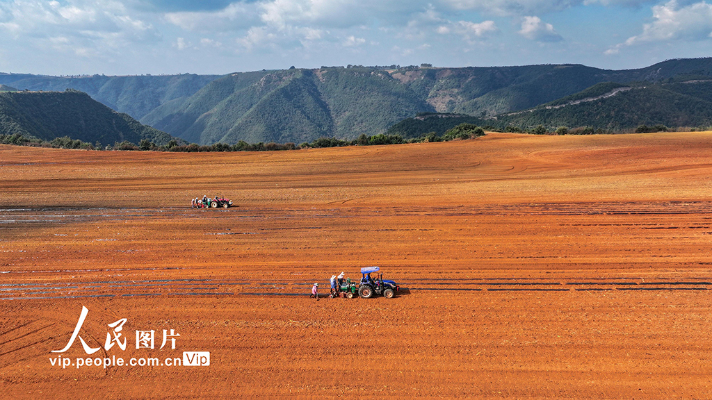 云南陆良：播种小春马铃薯【7】