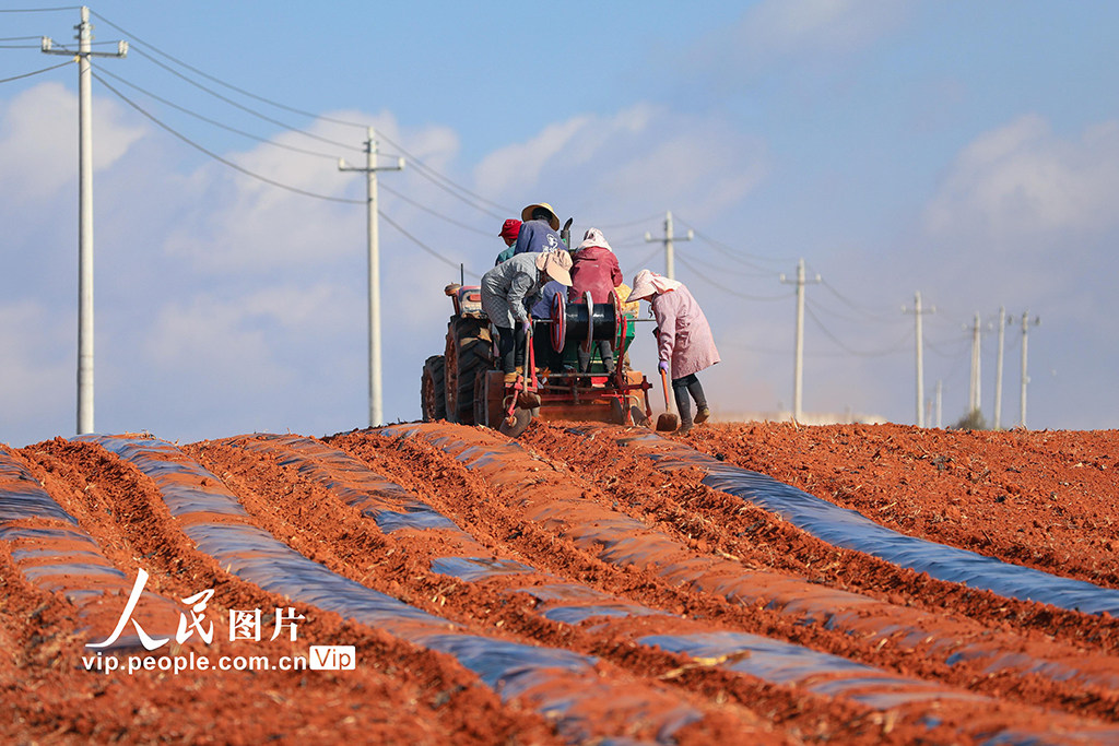 云南陆良：播种小春马铃薯【5】