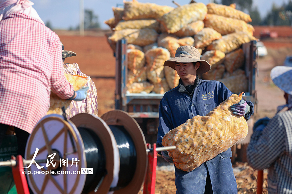 云南陆良：播种小春马铃薯【3】