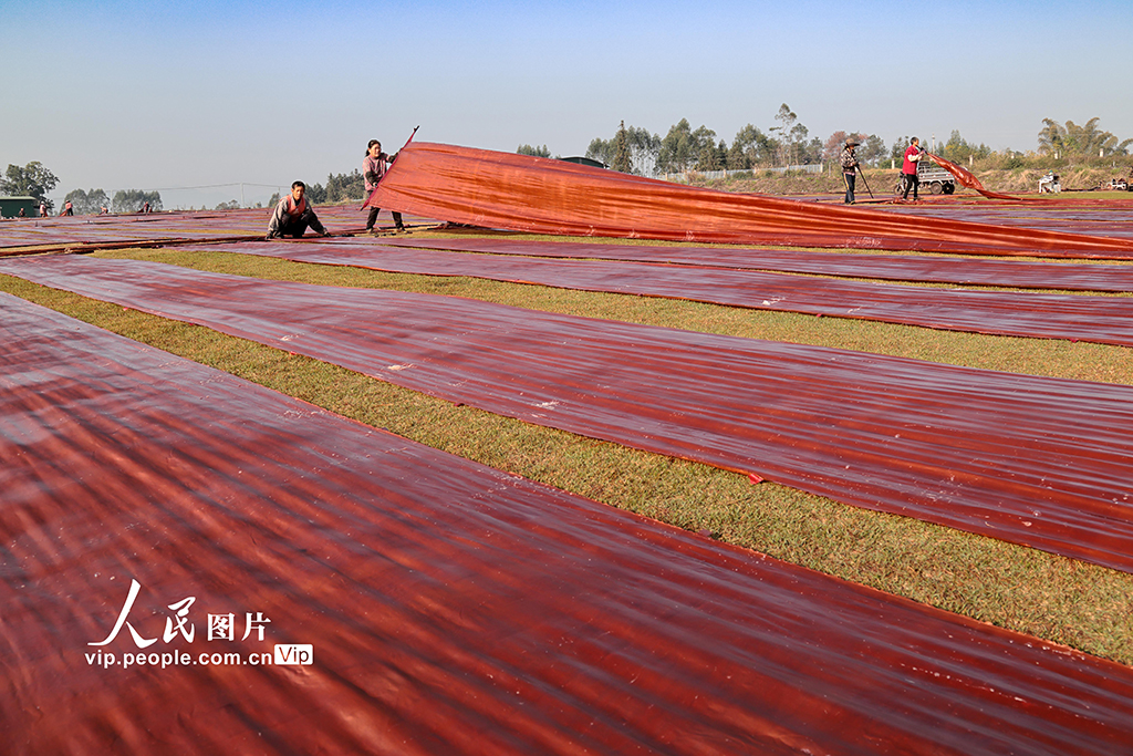 广西蒙山：晾晒香云纱【2】