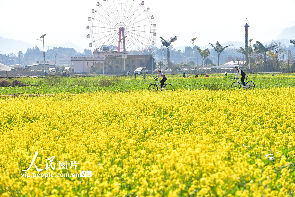 云南罗平：油菜花开【5】