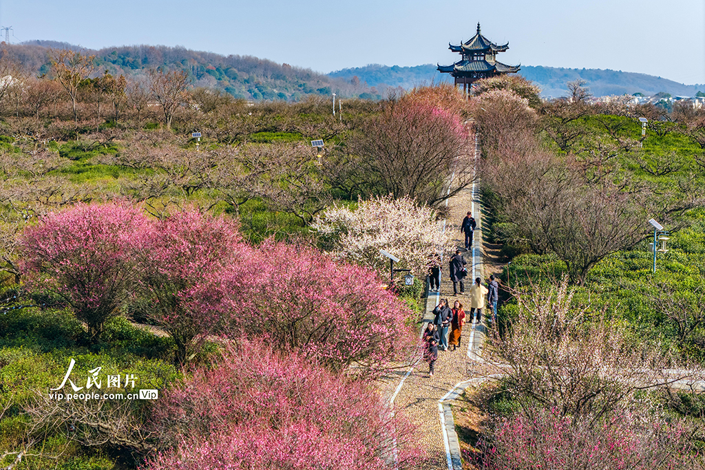 江苏南京：梅花绽放迎客来【4】