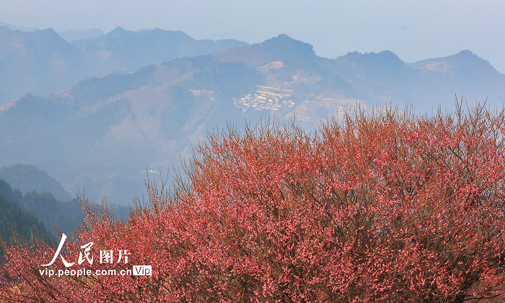 安徽歙县：梅花吐香引客来【4】