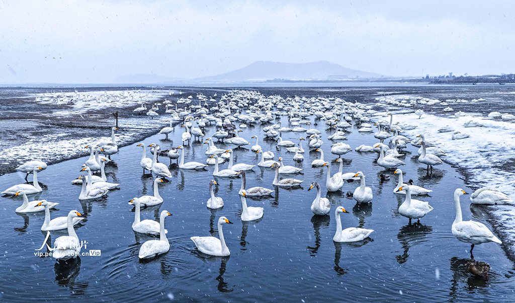 山东荣成：雪落天鹅湖【4】