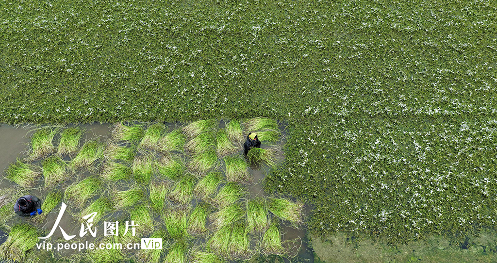 江苏海安：采收水芹菜