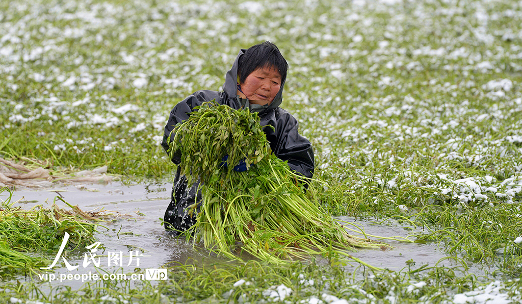江苏海安：采收水芹菜【2】