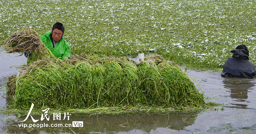 江苏海安：采收水芹菜【4】