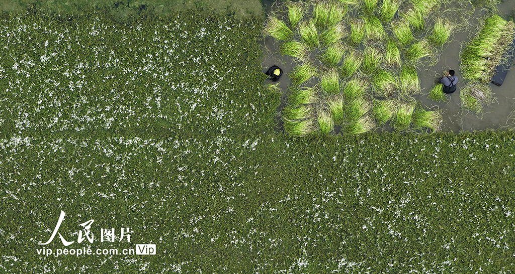 江苏海安：采收水芹菜【5】