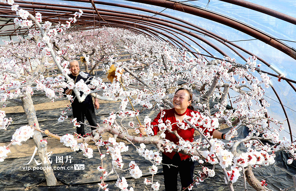 甘肃静宁：大寒时节授粉忙【2】