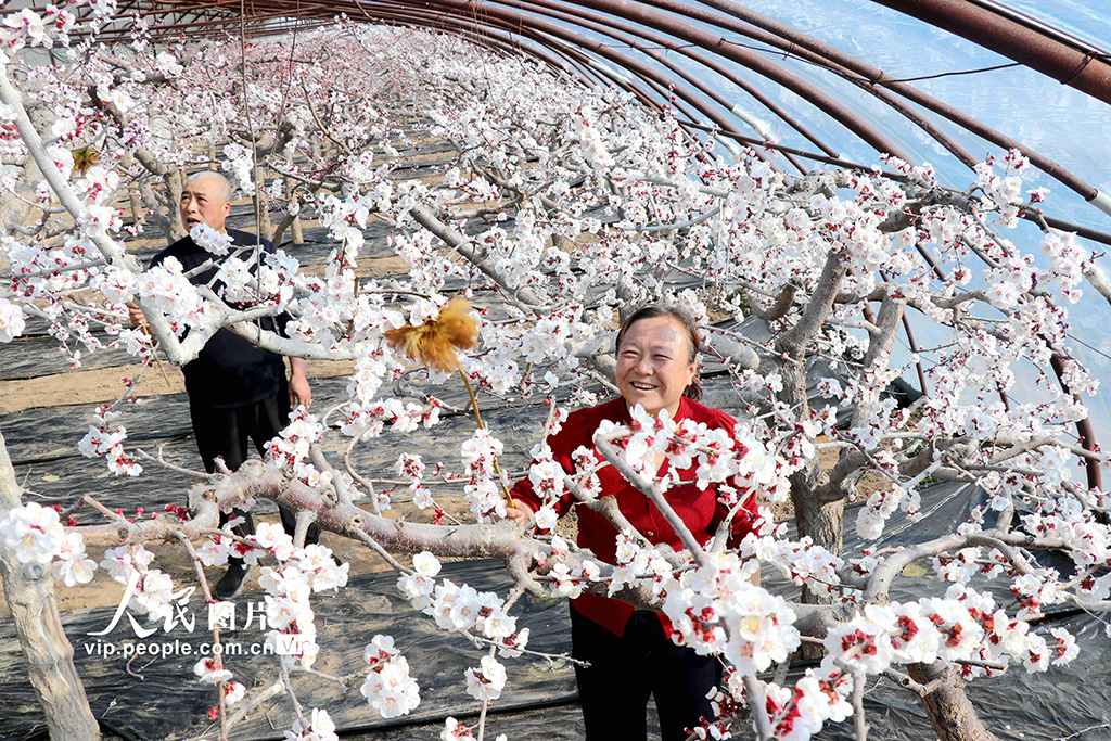 甘奢睿宁：大寒时节授粉忙