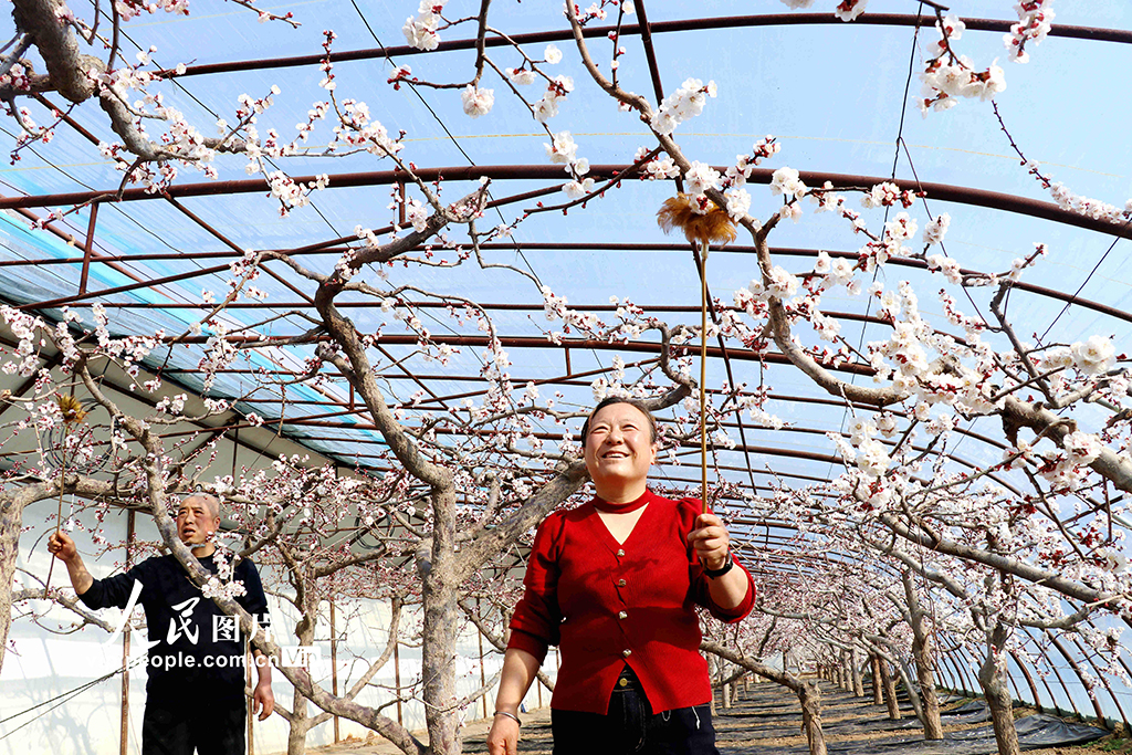 甘肃静宁：大寒时节授粉忙【3】