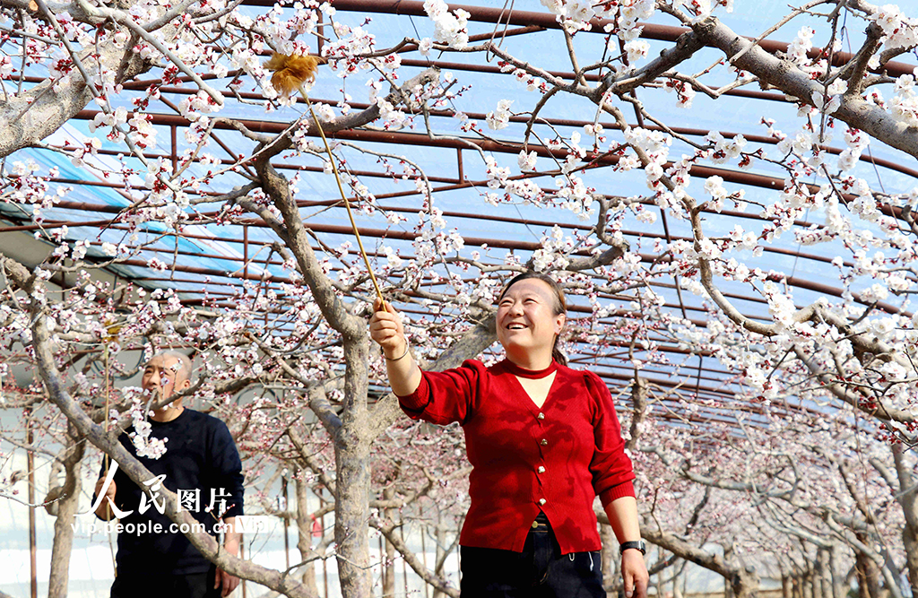 甘肃静宁：大寒时节授粉忙【4】