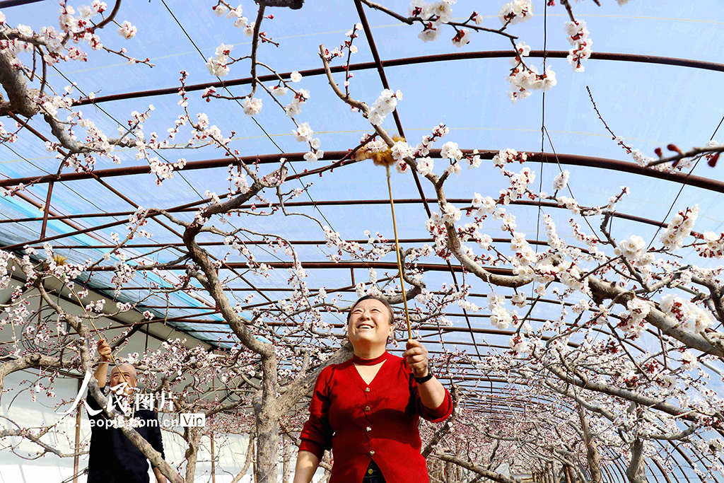 甘肃静宁：大寒时节授粉忙【5】