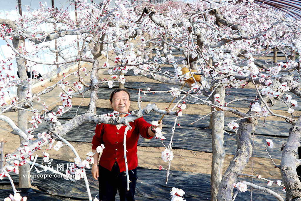 甘肃静宁：大寒时节授粉忙【6】