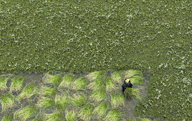 江苏海安：采收水芹菜