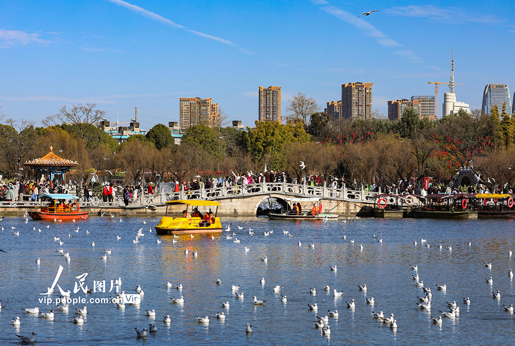 云南昆明：看鸥【4】