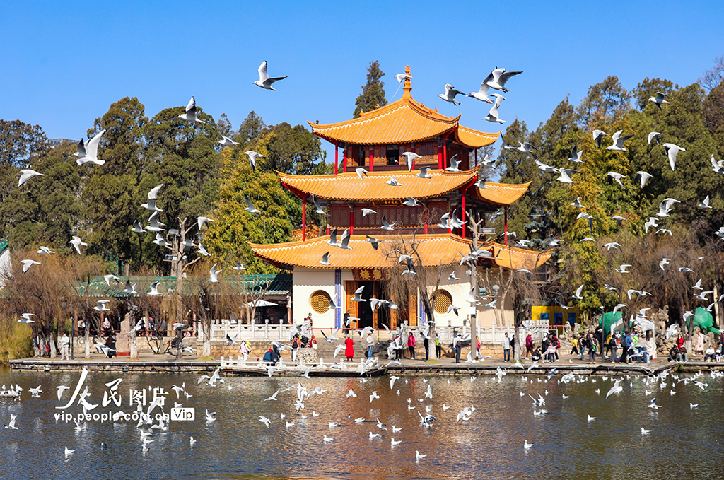 云南昆明：看鸥【5】